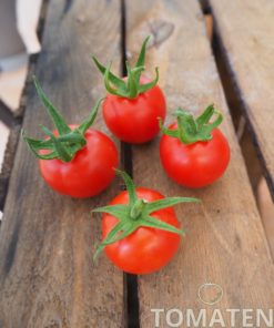 1801_2_Mexikanische_Honigtomate