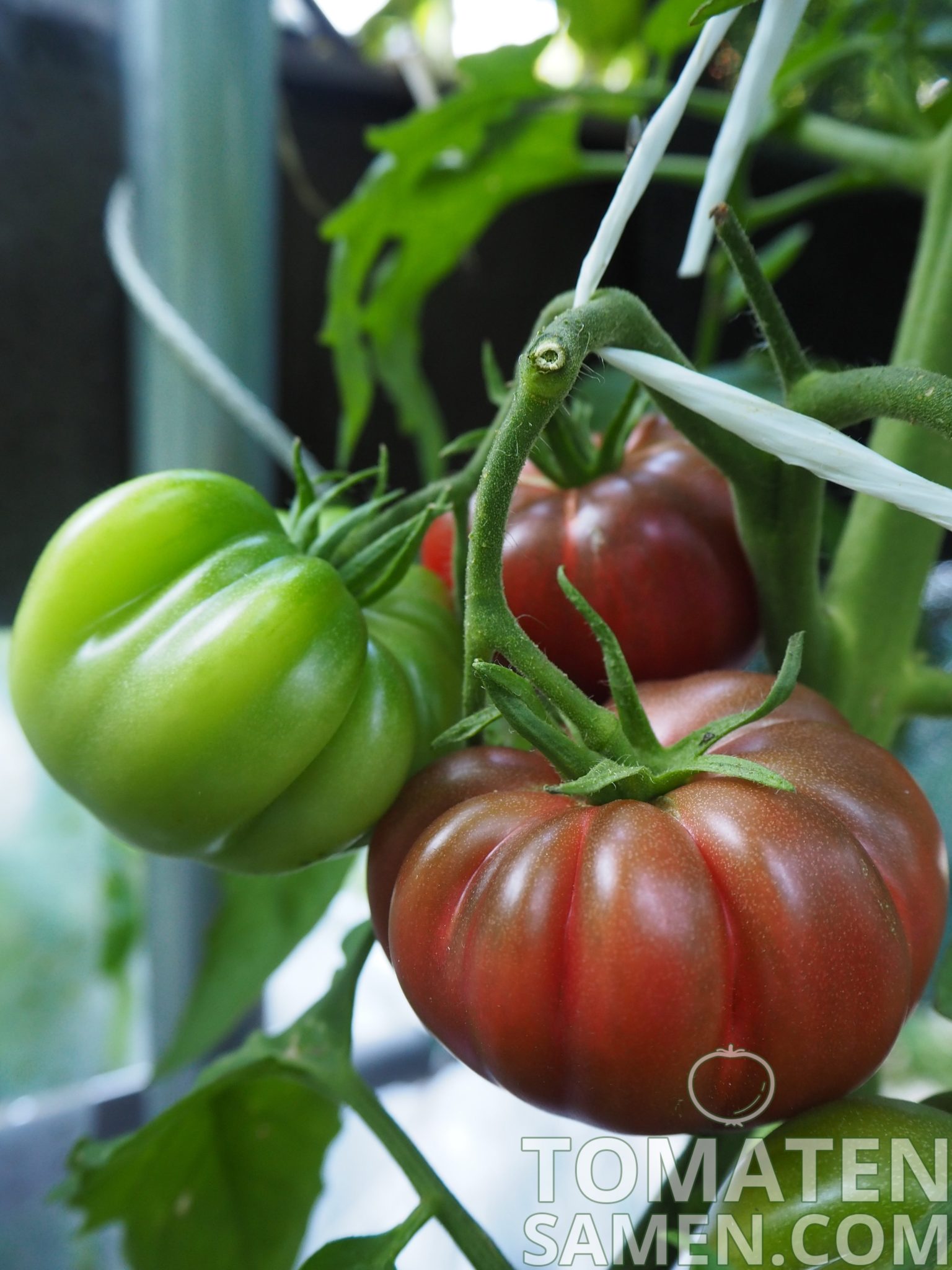 Afternoon Delight Tomate Tomato 5+ Samen Gemüsesamen Saatgut Seeds