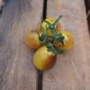 1805_2_Indigo_Kumquat