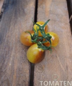 1805_2_Indigo_Kumquat