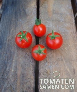 1806_2_Tiny_Tim