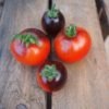 1807_2_Zimmertomate_blau
