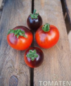 1807_2_Zimmertomate_blau