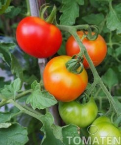 Alte Tomatensorten Tomatensamen kaufen