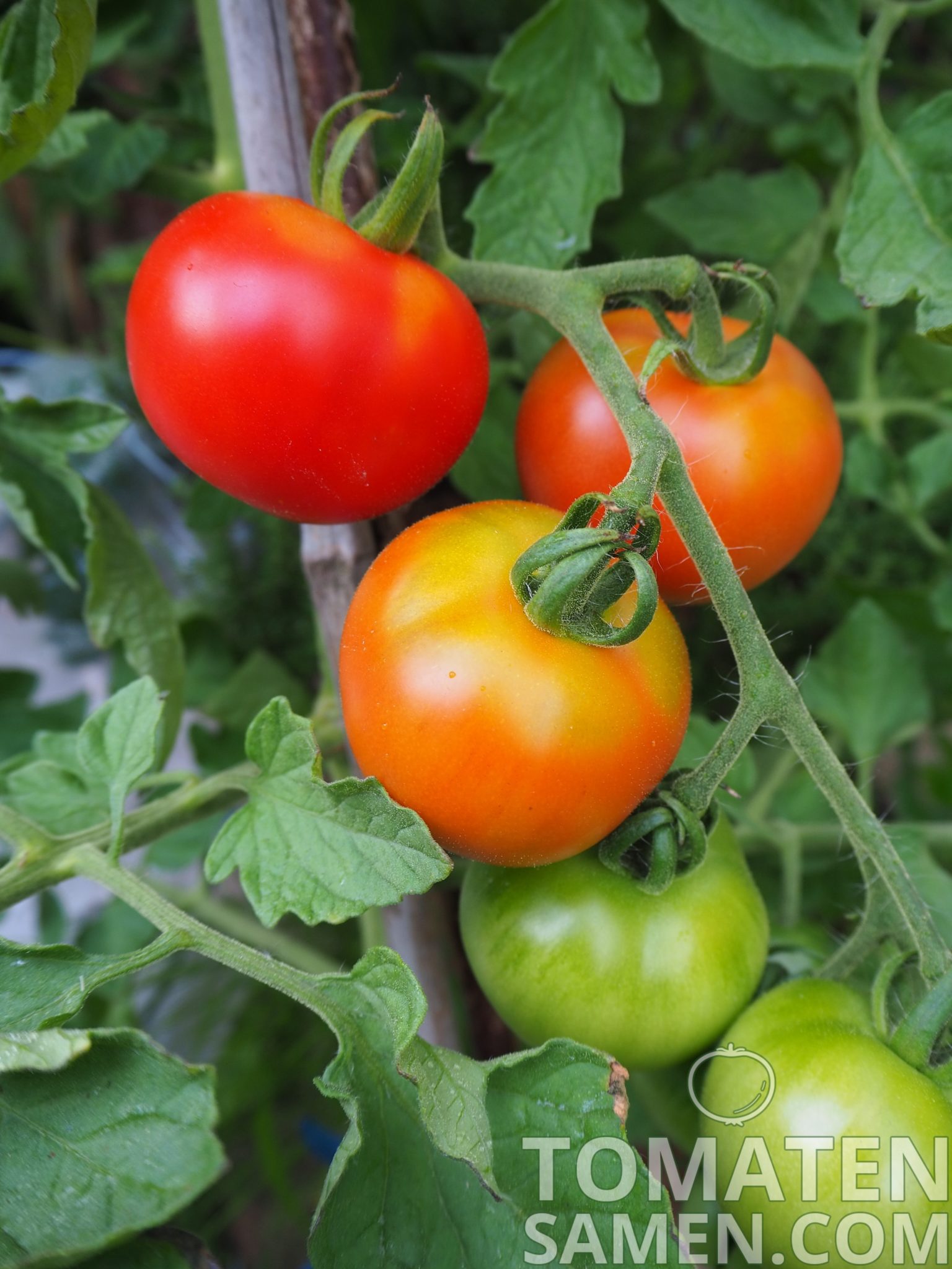 10   schwarze Tomaten Tiefschwarz Samen RARITÄT Sämereien Tomaten  samen