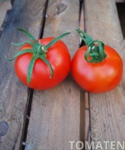 Alte Tomatensorten Tomatensamen kaufen
