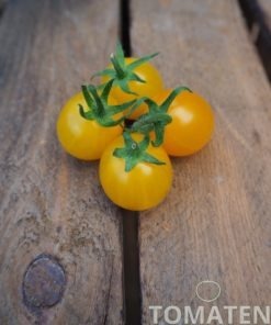 Alte Tomatensorten Tomatensamen kaufen