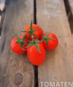 1823_2_Datterino