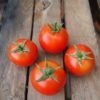 1826_2_Grapollo