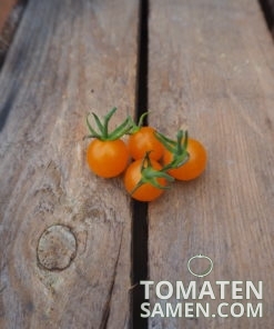 1827_2_Currant_Gold_Rush