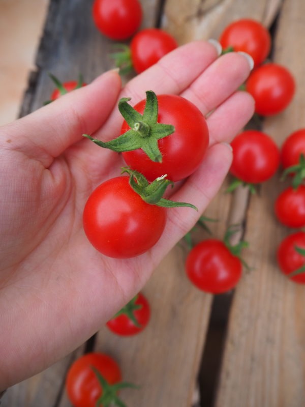 Rote Tomaten