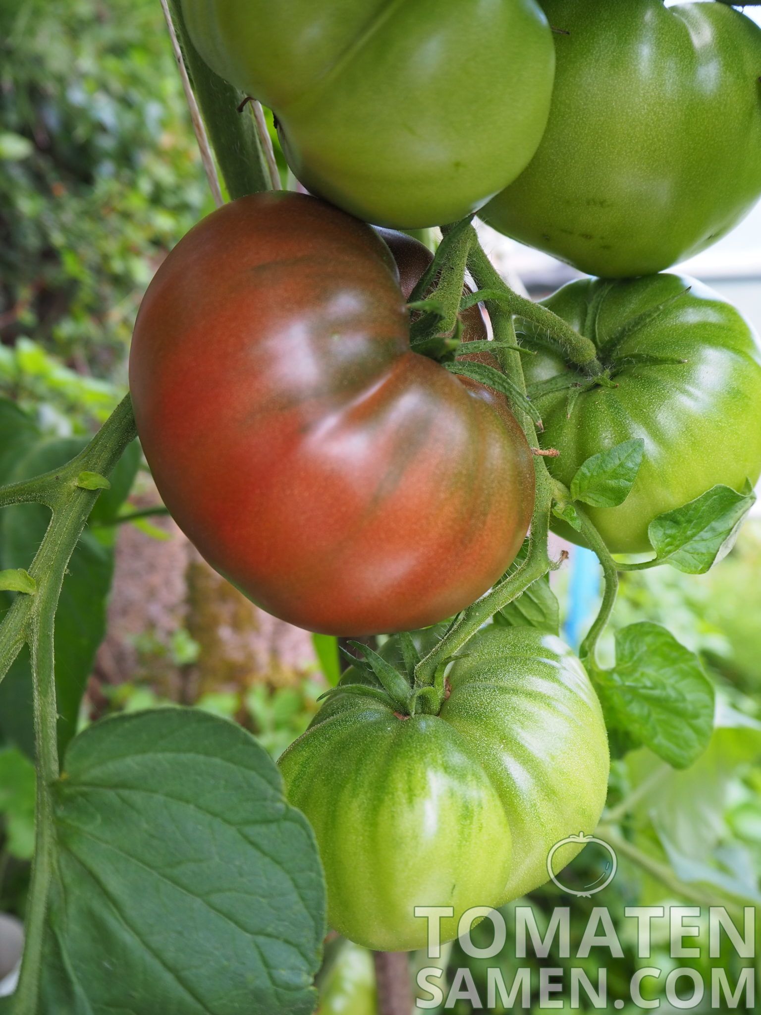 schwarze Kirschtomate Tomate Samen Tomatensamen