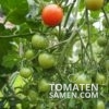 1939_1_Riesentraube