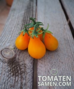 1951_2_Orange_Pear