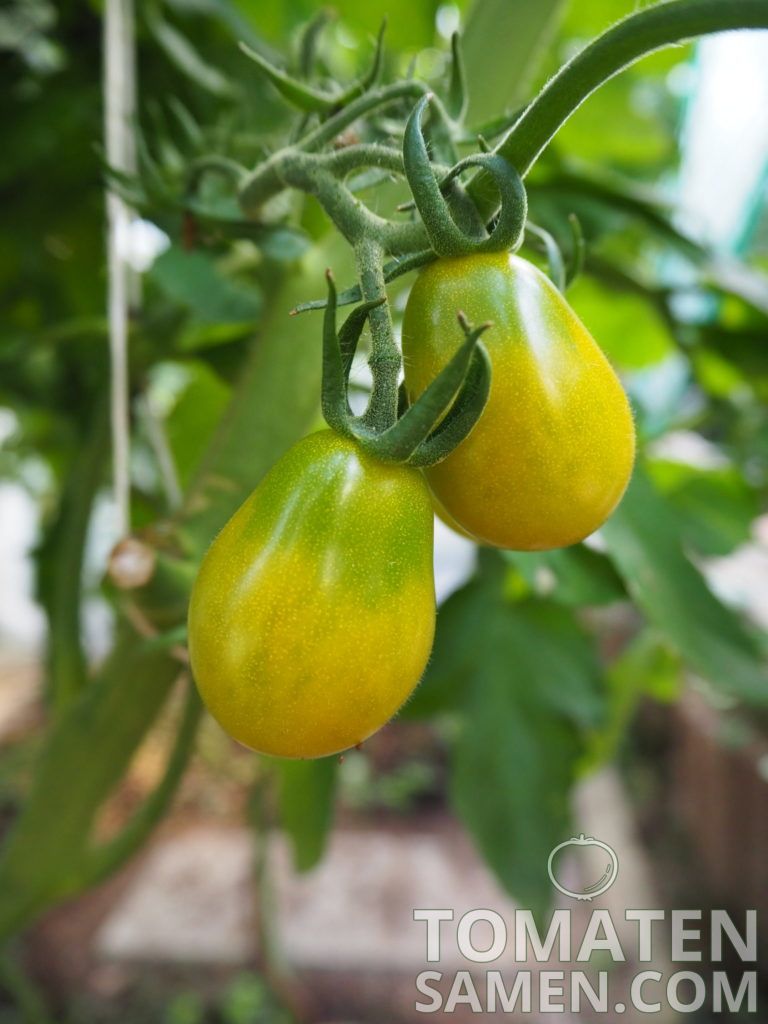 Tomatensamen - Tomate Samenmischung Süße Birnchen - 3 Sorten Tomaten je ...