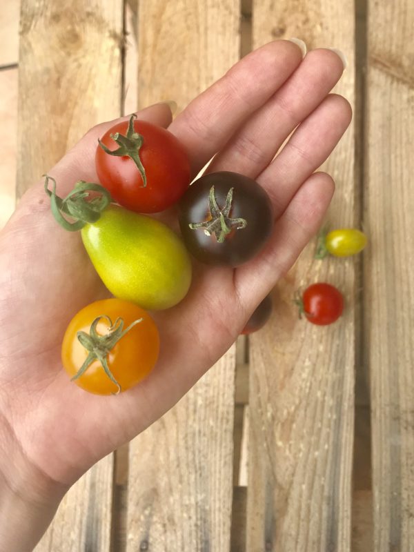 Samenmischung / Samenpakete