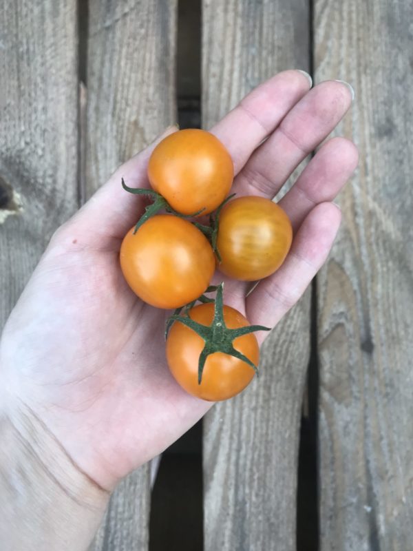 Orange Tomaten