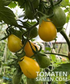 Yellow Pear - 10 Samen