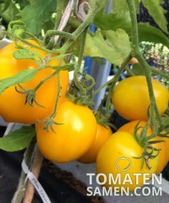 Plum Lemon - 10 Samen