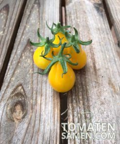 Alternative view of Yellow Pear - 10 Samen