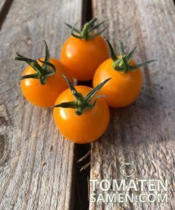 Alternative view of Tumbling Tom Yellow - 10 Samen