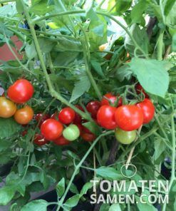Tumbling Tom Red - 10 Samen