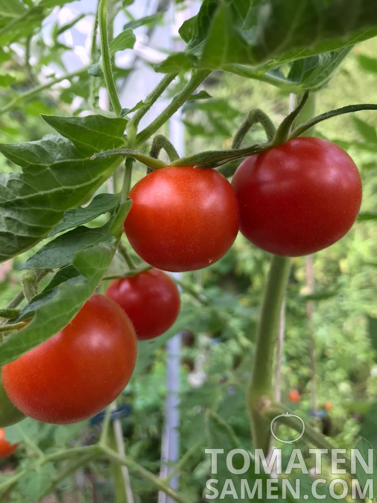 Tomatensamen - Tomate Justens Süße - 10 Samen Saatgut kaufen