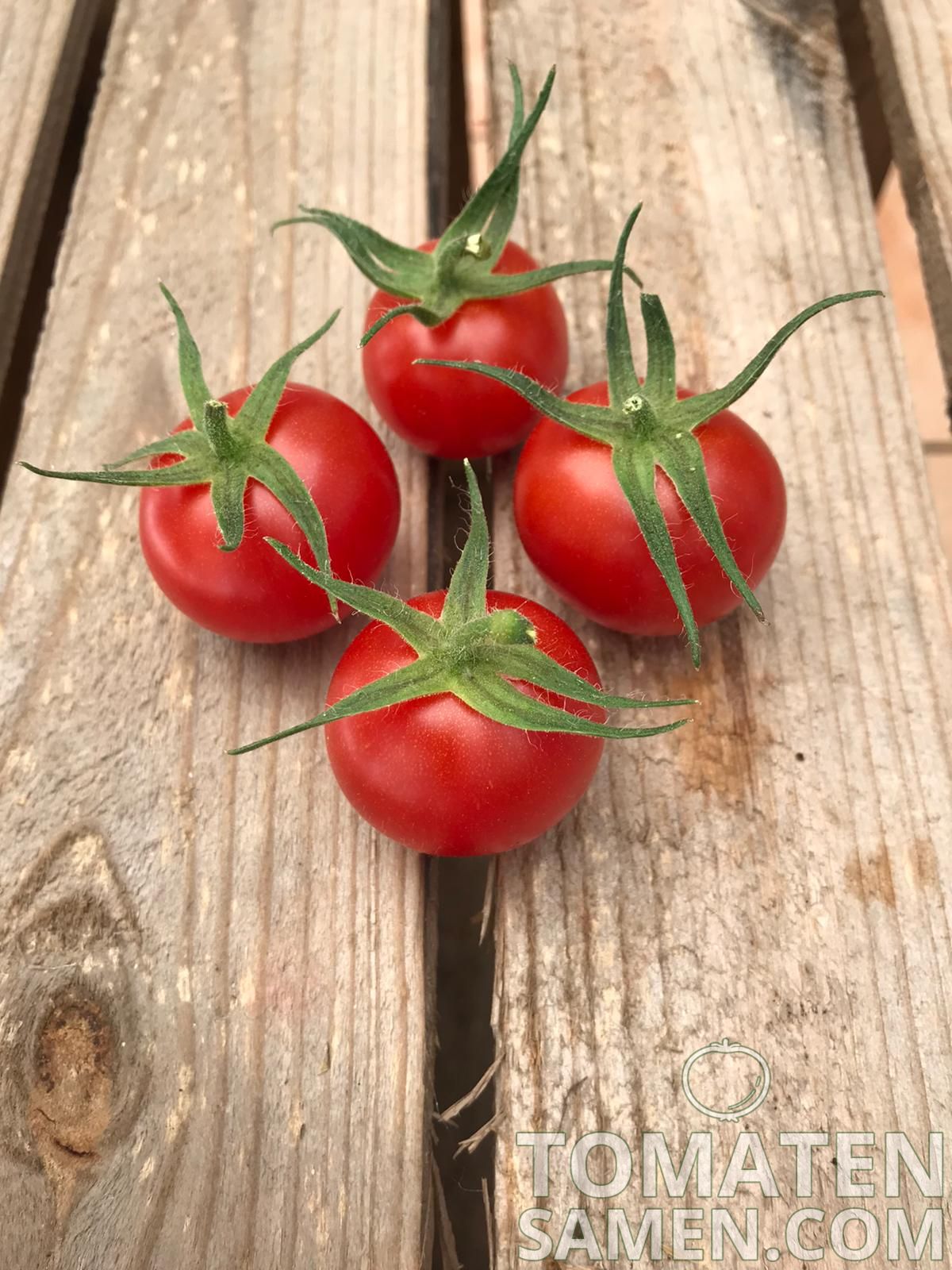 Tomatensamen - Tomate Justens Süße - 10 Samen Saatgut kaufen