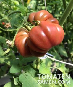 Purple Calabash - 10 Samen