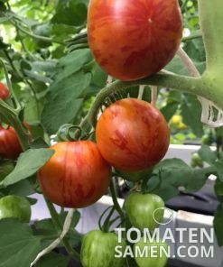 Tigerella - 10 Samen