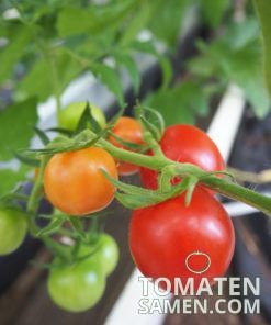 Red Cherry - 10 Samen