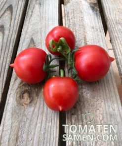 Alternative view of Bombolino d'Inverno - 10 Samen