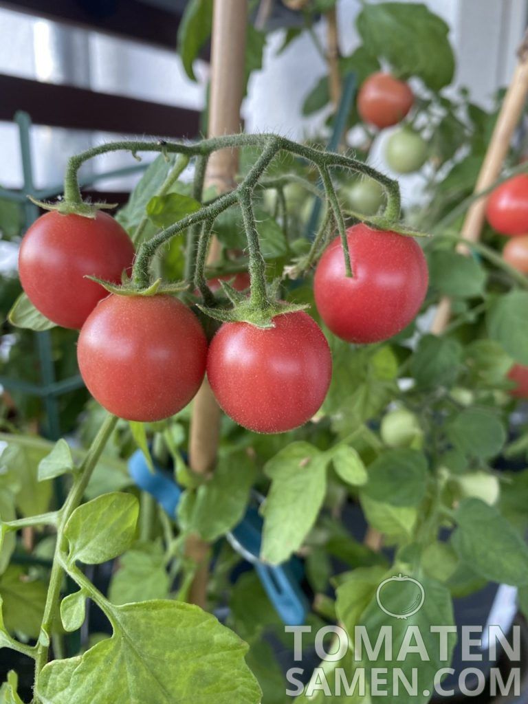 34+ Garten Magie Samen, Hier findest du eine beeindruckende auswahl
