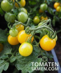 Yellow Canary - 10 Samen
