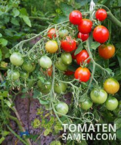Riesentraube - 10 Samen