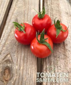 2058_2_Tumbling_Tom_Red