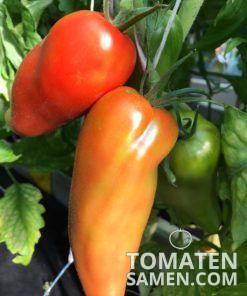 Andenhorn - 10 Samen