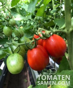 König Humbert - 10 Samen
