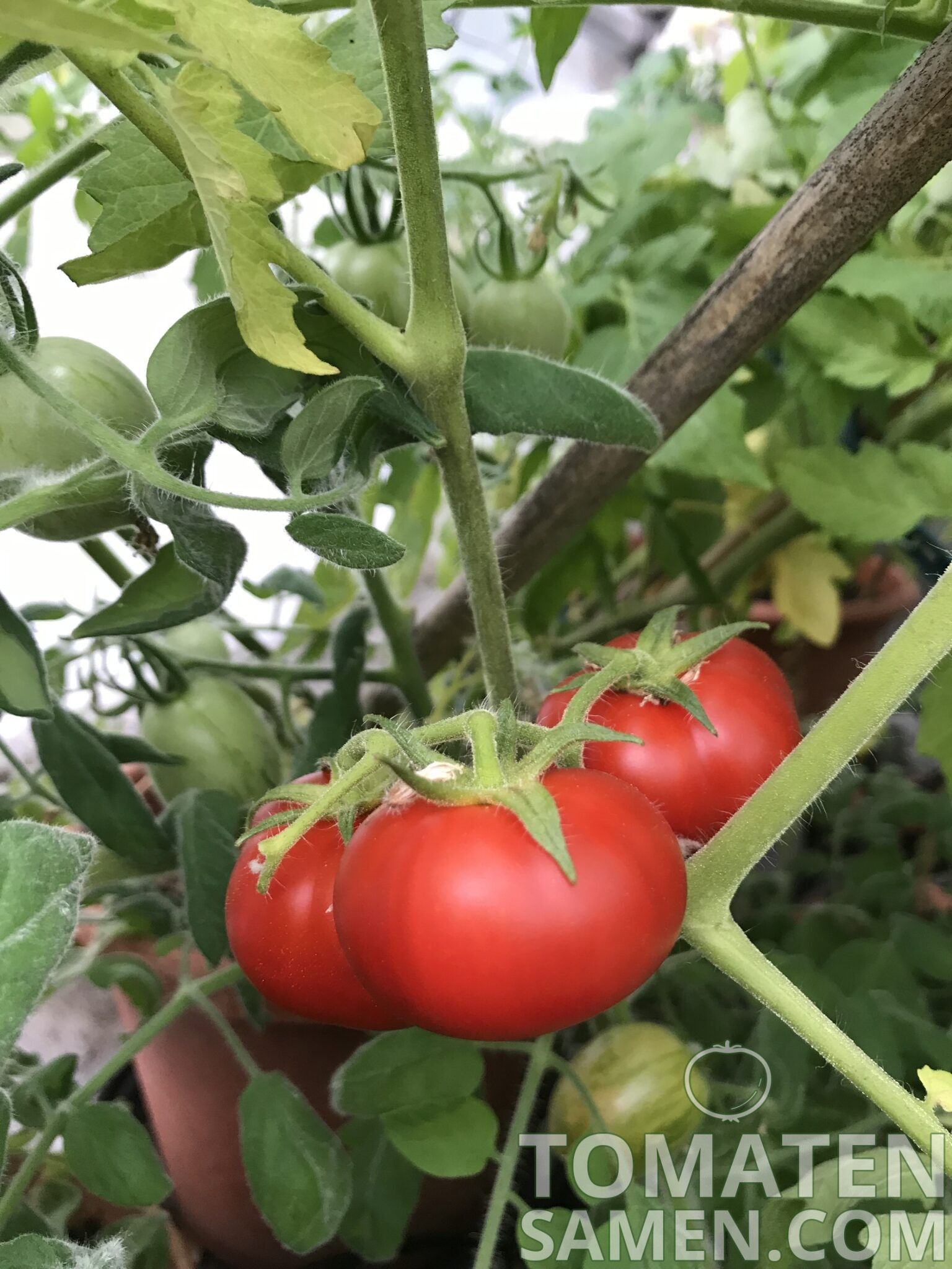 Rotkäppchen 10 Tomaten Samen neue Ernte 2019 aus bio Anbau Nr.11 