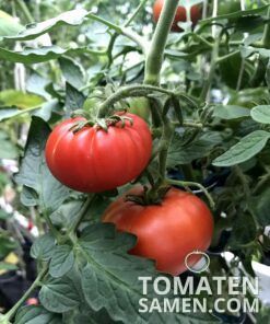 2066_1_Marmande