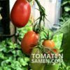 2176_1_Roma_Tomate