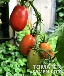 2176_1_Roma_Tomate