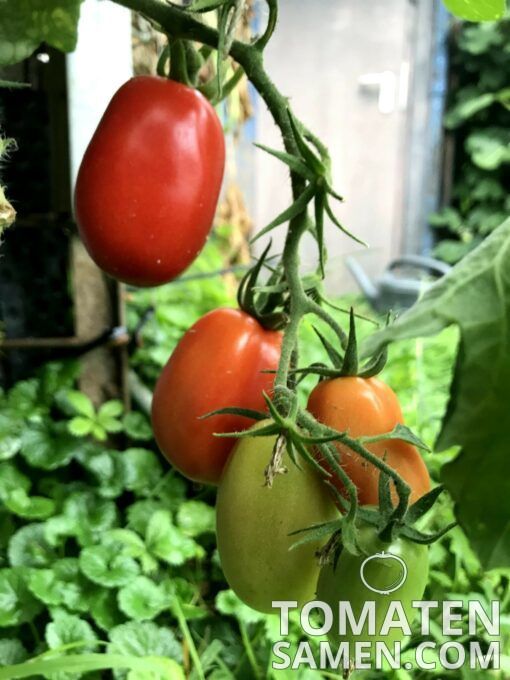 2176_1_Roma_Tomate