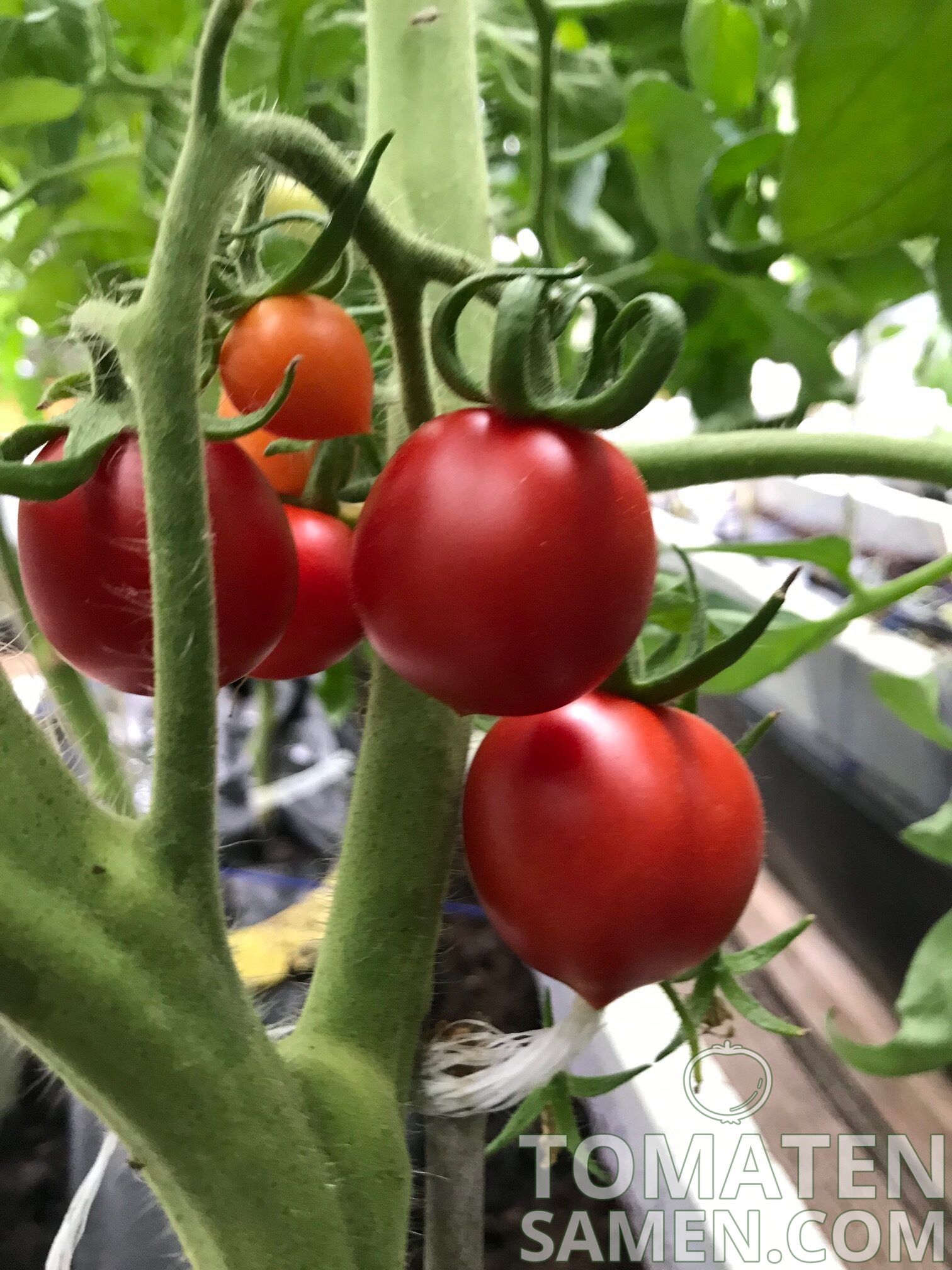 10 Samen Tomate Prinzipe Borghese 