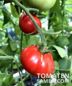 Alte Tomatensorten Tomatensamen kaufen
