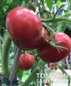 2187_1_Pink_Brandywine